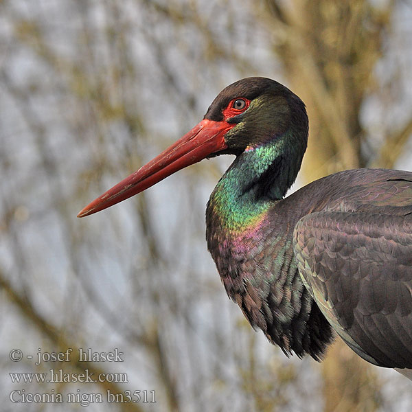 Црна рода Ciconia nigra Black Stork Sort Mustahaikara