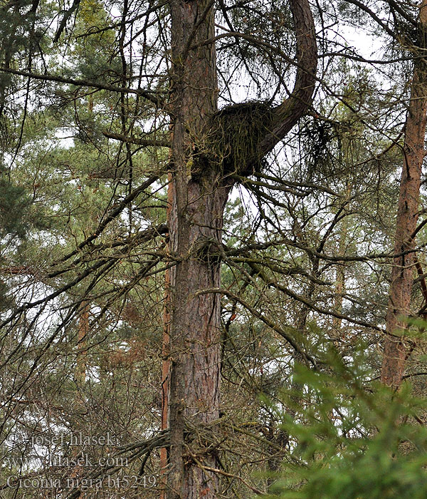 Ciconia nigra Mustahaikara