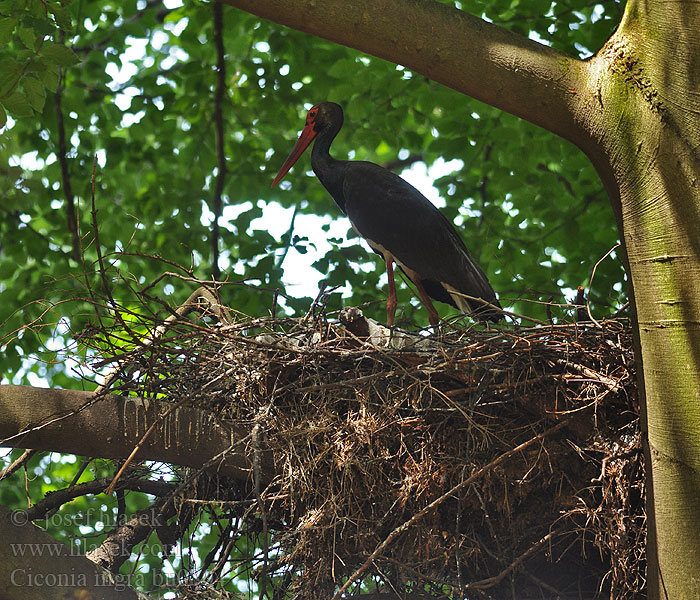 Ciconia nigra Čáp černý