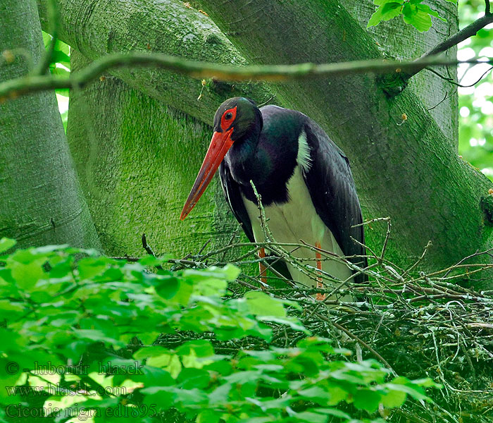 Schwarzstorch Bocian czarny čierny Čáp černý Ciconia nigra