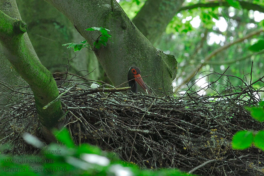 Black Stork Sort Mustahaikara Cigogne noire Ciconia nigra