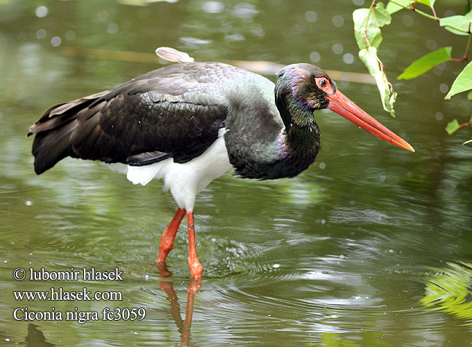 Ciconia nigra fc3059