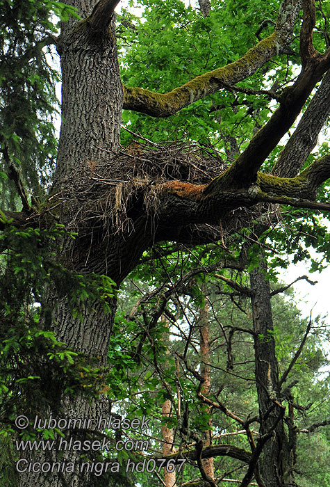 Ciconia nigra Black Stork