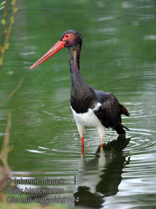Ciconia nigra Cigogne noire