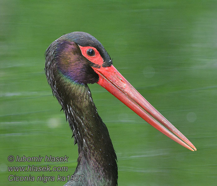 Ciconia nigra Чорний лелека