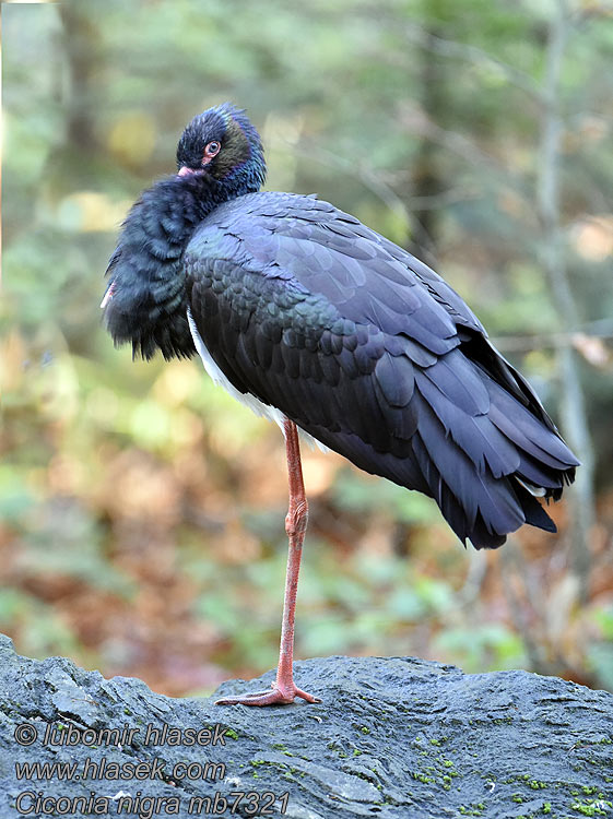 Black Stork Ciconia nigra