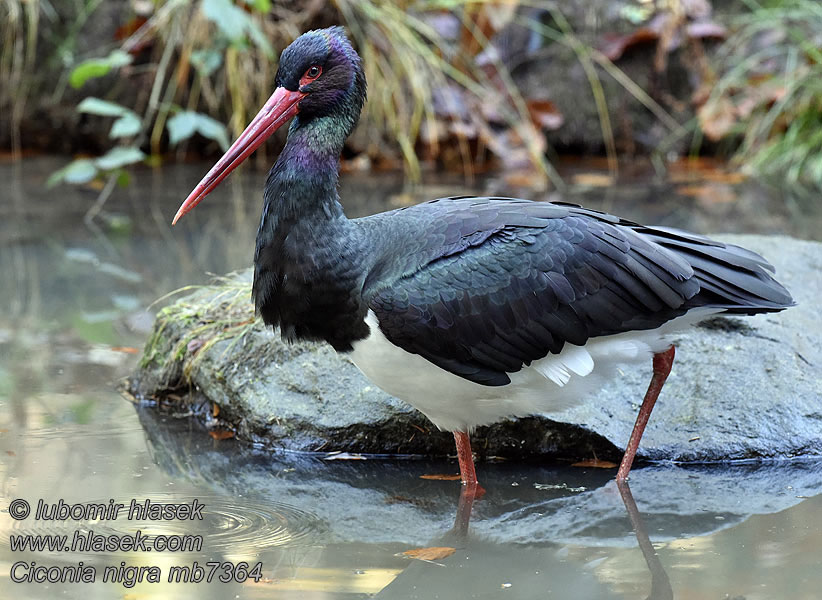 Zwarte Ooievaar Ciconia nigra