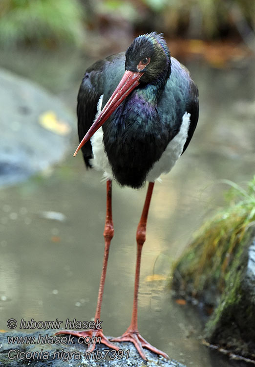 Čáp černý Ciconia nigra