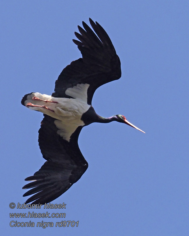 Ciconia nigra