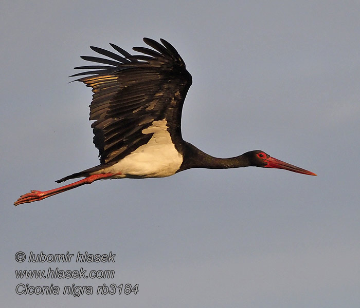 Ciconia nigra