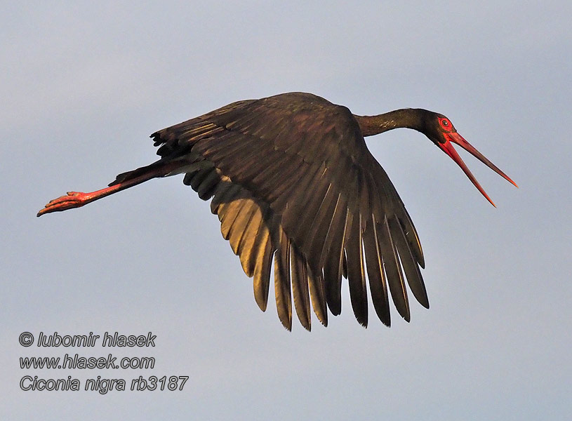 Ciconia nigra