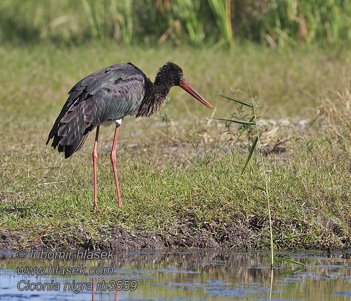 Ciconia nigra