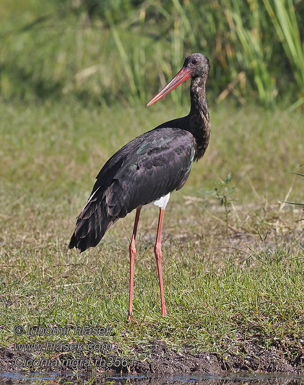 Ciconia nigra