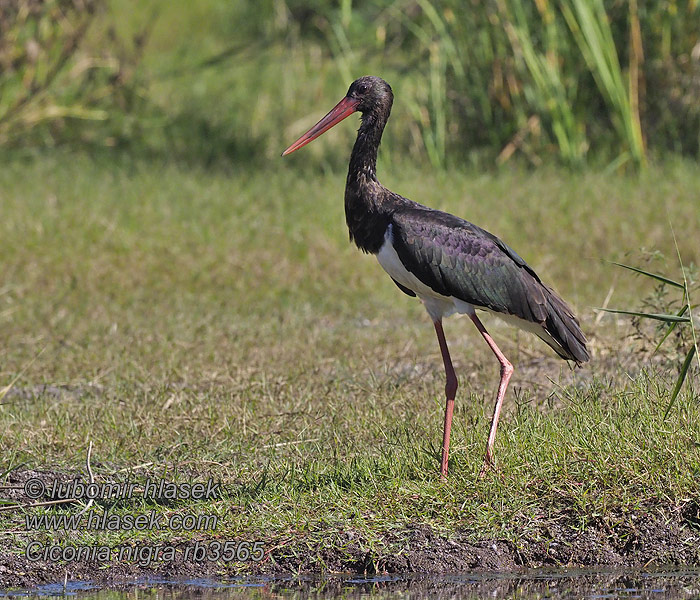 Ciconia nigra