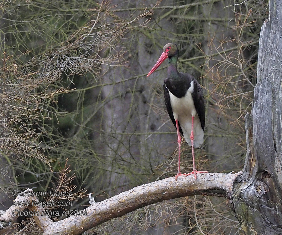 Ciconia nigra