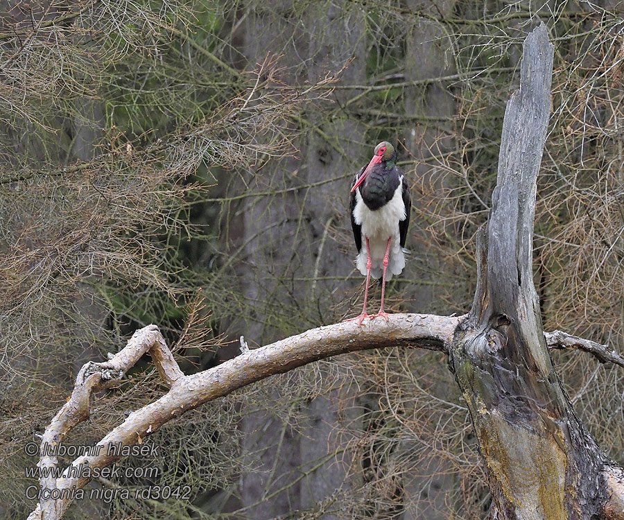 Ciconia nigra