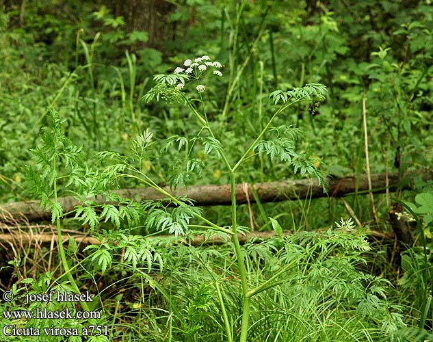 Cicuta virosa Cowbane Gyilkos csomorika Wasserschierling