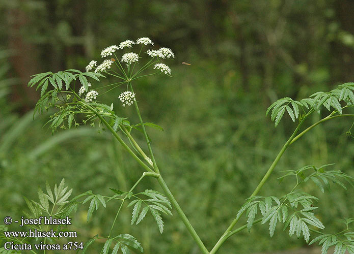 Cicuta virosa Ciguë vireuse waterscheerling scheerling acquatica