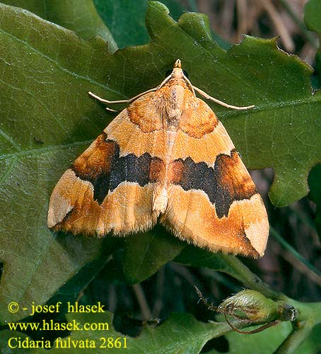 Cidaria fulvata Phalaena Barred Yellow Gelber Rosen-Bindenspanner