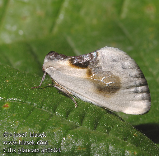 Slapetornsigdvinge Valkosiipi Tjorne-silkevinge Witte eenstaart Тупокрылка белая Cílix letras chinas Cilix glaucata Chinese Character moth Srpokřídlec trnkový Bodlica sinica Srpokrídlovec trnkový Petite Epine Silberspinnerchen Slanspinnare