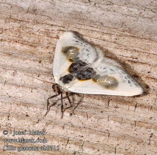 Silberspinnerchen Slanspinnare Slapetornsigdvinge Valkosiipi Tjorne-silkevinge Witte eenstaart Тупокрылка белая Cílix letras chinas Cilix glaucata Chinese Character moth Srpokřídlec trnkový Bodlica sinica Srpokrídlovec trnkový Petite Epine