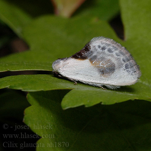 Tjorne-silkevinge Witte eenstaart Тупокрылка белая Cílix letras chinas Cilix glaucata Chinese Character moth Srpokřídlec trnkový Bodlica sinica Srpokrídlovec trnkový Petite Epine Silberspinnerchen Slanspinnare Slapetornsigdvinge Valkosiipi