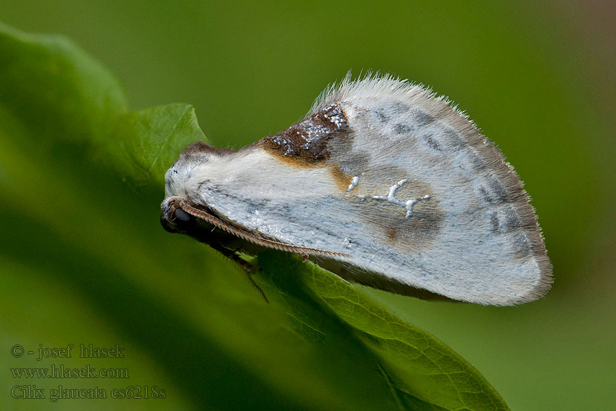 Cilix glaucata