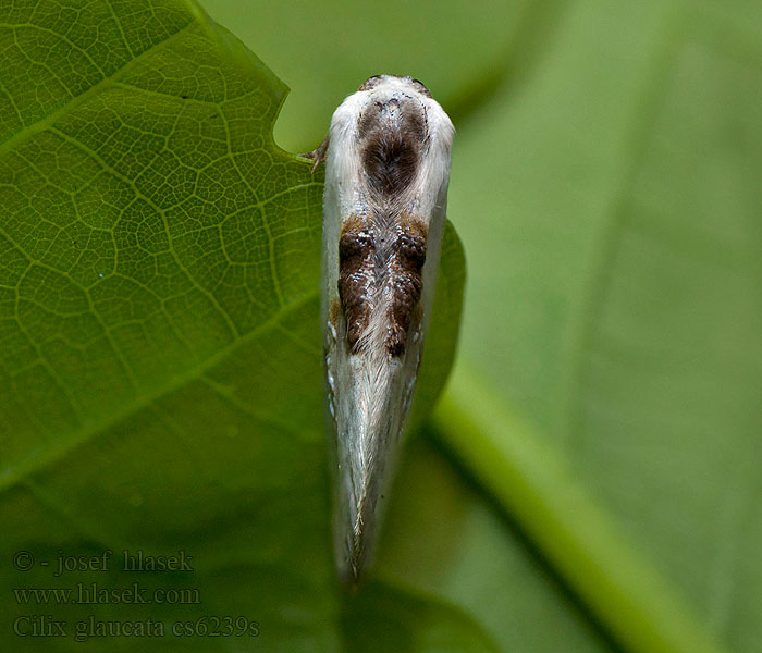 Cilix glaucata