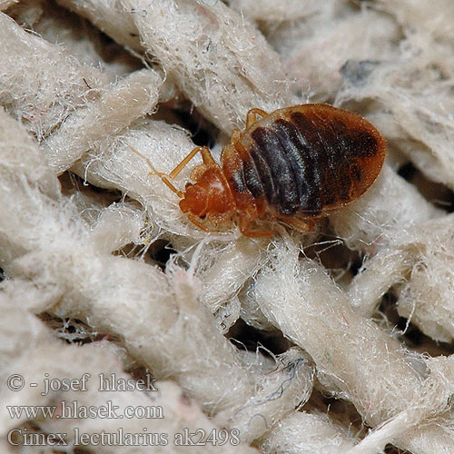 Cimex lectularius Common Bedbug Bed bug Štěnice domácí obecná postelní Креватната дървеница Креватна 温带臭虫 Patalinė blakė Væggelus Voodilutikas Lutikka Seinälude Punaise lits Bedwants Stjenica Tumbila biasa بق الفراش Cimice letti comune Veggdyr Pluskwa domowa Постельный клоп Ploštica posteľná Vägglus Veggjalús トコジラミ Gultas blakts Ágyi poloska Bettwanze Veggedyr Percevejo cama Citação Posteljna stenica Kuñna stenica Chinche Cama Tahta kurusu Tahtakurusu Tahtakuruları Rệp