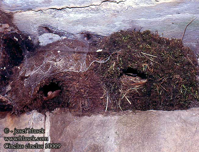 Cinclus cinclus Dipper Wasseramsel Cincle plongeur Mirlo Acuático Skorec vodní Vandstær Waterspreeuw Koskikara Merlo acquaiolo Fossekall Strömstare 河乌 Оляпка ムナジロカワガラス Νεροκότσυφας Melro-d'água Звичайна оляпка Пронурок Derekuşu Su Karatavuğu אמודאי काला कौआ Воден кос Аляпка Vodenkos Vandeninis strazdas Ūdensstrazds Vesipapp Vízirigó Pluszcz zwyczajny Mierla apă Vodnár potočný obyčajný Povodni kos Vodeni kos Fossbúi