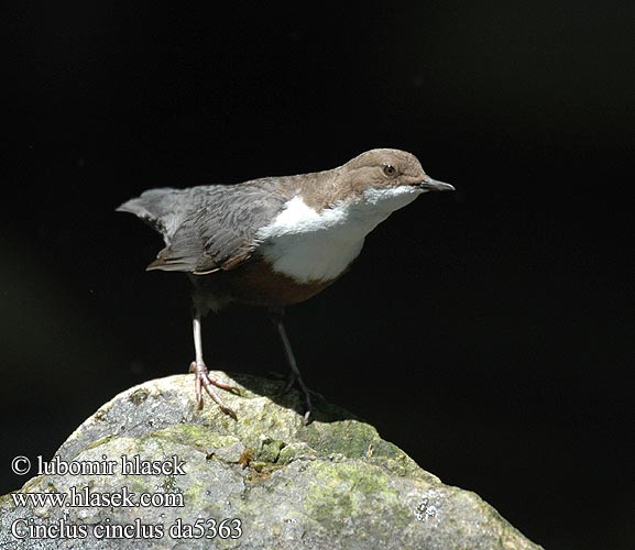 Cinclus cinclus Dipper Wasseramsel Cincle plongeur Mirlo Acuático Skorec vodní Vandstær Waterspreeuw Koskikara Merlo acquaiolo Fossekall Strömstare 河乌 Оляпка ムナジロカワガラス Νεροκότσυφας Melro-d'água Звичайна оляпка Пронурок Derekuşu Su Karatavuğu אמודאי काला कौआ Воден кос Аляпка Vodenkos Vandeninis strazdas Ūdensstrazds Vesipapp Vízirigó Pluszcz zwyczajny Mierla apă Vodnár potočný obyčajný Povodni kos Vodeni Fossbúi