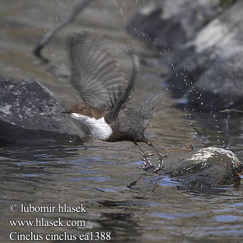 Dipper Wasseramsel Cincle plongeur Mirlo Acuático Skorec vodní Vandstær Waterspreeuw Koskikara Merlo acquaiolo Fossekall Strömstare 河乌 Оляпка ムナジロカワガラス Νεροκότσυφας Melro-d'água Звичайна оляпка Пронурок Derekuşu Su Karatavuğu אמודאי काला कौआ Воден кос Аляпка Vodenkos Vandeninis strazdas Ūdensstrazds Vesipapp Vízirigó Pluszcz zwyczajny Mierla apă Vodnár potočný obyčajný Povodni kos Vodeni Fossbúi Cinclus cinclus