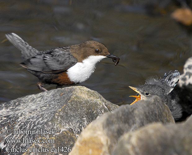 Wasseramsel Cincle plongeur Mirlo Acuático Skorec vodní Vandstær Waterspreeuw Koskikara Merlo acquaiolo Fossekall Strömstare 河乌 Оляпка ムナジロカワガラス Νεροκότσυφας Melro-d'água Звичайна оляпка Пронурок Derekuşu Su Karatavuğu אמודאי काला कौआ Воден кос Аляпка Vodenkos Vandeninis strazdas Ūdensstrazds Vesipapp Vízirigó Pluszcz zwyczajny Mierla apă Vodnár potočný obyčajný Povodni kos Vodeni Fossbúi Cinclus cinclus Dipper