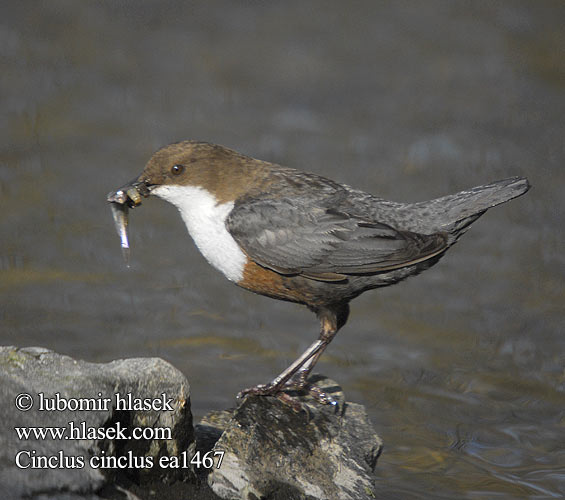 Waterspreeuw Koskikara Merlo acquaiolo Fossekall Strömstare 河乌 Оляпка ムナジロカワガラス Νεροκότσυφας Melro-d'água Звичайна оляпка Пронурок Derekuşu Su Karatavuğu אמודאי काला कौआ Воден кос Аляпка Vodenkos Vandeninis strazdas Ūdensstrazds Vesipapp Vízirigó Pluszcz zwyczajny Mierla apă Vodnár potočný obyčajný Povodni kos Vodeni Fossbúi Cinclus cinclus Dipper Wasseramsel Cincle plongeur Mirlo Acuático Skorec vodní Vandstær