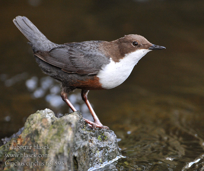 Cinclus cinclus Dipper Wasseramsel Cincle plongeur Mirlo Acuático Skorec vodní Vandstær Waterspreeuw Koskikara Merlo acquaiolo Fossekall Strömstare 河乌 Оляпка ムナジロカワガラス Νεροκότσυφας Melro-d'água Звичайна оляпка Пронурок Derekuşu Su Karatavuğu אמודאי काला कौआ Воден кос Аляпка Vodenkos Vandeninis strazdas Ūdensstrazds Vesipapp Vízirigó Pluszcz zwyczajny Mierla apă Vodnár potočný obyčajný Povodni kos Vodeni kos Fossbúi