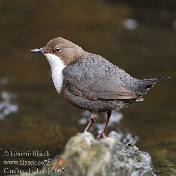 Cinclus cinclus Skorec vodní Vandstær Waterspreeuw Koskikara Merlo acquaiolo Fossekall Strömstare Dipper Wasseramsel Cincle plongeur Mirlo Acuático 河乌 Оляпка ムナジロカワガラス Νεροκότσυφας Melro-d'água Звичайна оляпка Пронурок Derekuşu Su Karatavuğu אמודאי काला कौआ Воден кос Аляпка Vodenkos Vandeninis strazdas Ūdensstrazds Vesipapp Vízirigó Pluszcz zwyczajny Mierla apă Vodnár potočný obyčajný Povodni kos Vodeni kos Fossbúi