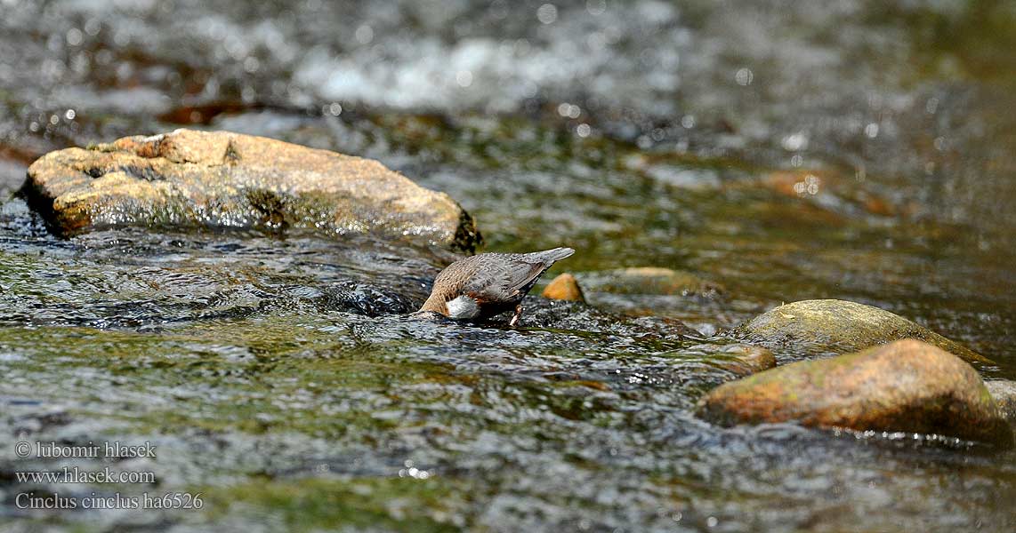 Melro-d'água Звичайна оляпка Пронурок Derekuşu Su Karatavuğu אמודאי काला कौआ Воден кос Аляпка Vodenkos Vandeninis strazdas Ūdensstrazds Vesipapp Vízirigó Pluszcz zwyczajny Mierla apă Vodnár potočný obyčajný Povodni kos Vodeni Fossbúi Cinclus cinclus Dipper Wasseramsel Cincle plongeur Mirlo Acuático Skorec vodní Vandstær Waterspreeuw Koskikara Merlo acquaiolo Fossekall Strömstare 河乌 Оляпка ムナジロカワガラス Νεροκότσυφας