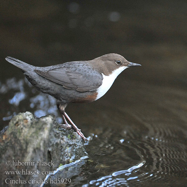 Skorec vodní Cinclus cinclus Vandstær Waterspreeuw Koskikara Merlo acquaiolo Fossekall Strömstare Dipper Wasseramsel Cincle plongeur Mirlo Acuático 河乌 Оляпка ムナジロカワガラス Νεροκότσυφας Melro-d'água Звичайна оляпка Пронурок Derekuşu Su Karatavuğu אמודאי काला कौआ Воден кос Аляпка Vodenkos Vandeninis strazdas Ūdensstrazds Vesipapp Vízirigó Pluszcz zwyczajny Mierla apă Vodnár potočný obyčajný Povodni kos Vodeni kos Fossbúi