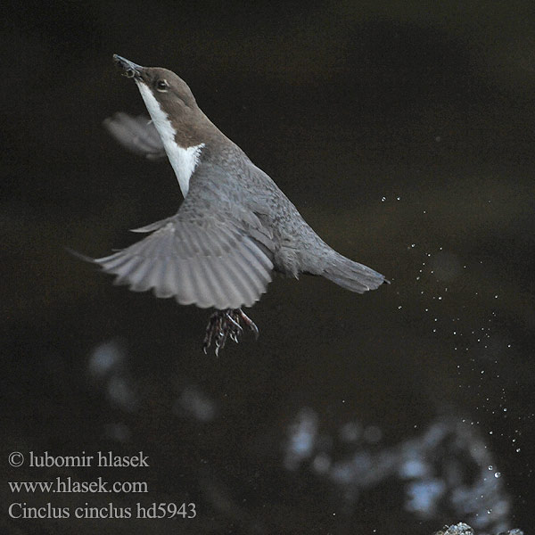 Cinclus cinclus Vandstær Waterspreeuw Koskikara Merlo acquaiolo Fossekall Strömstare Dipper Wasseramsel Cincle plongeur Mirlo Acuático 河乌 Оляпка ムナジロカワガラス Νεροκότσυφας Melro-d'água Звичайна оляпка Пронурок Derekuşu Su Karatavuğu אמודאי काला कौआ Воден кос Аляпка Vodenkos Vandeninis strazdas Ūdensstrazds Vesipapp Vízirigó Pluszcz zwyczajny Mierla apă Vodnár potočný obyčajný Povodni kos Vodeni kos Fossbúi