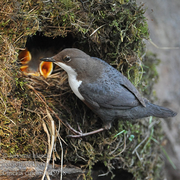 Koskikara Cinclus cinclus Vandstær Waterspreeuw Merlo acquaiolo Fossekall Strömstare Dipper Wasseramsel Cincle plongeur Mirlo Acuático 河乌 Оляпка ムナジロカワガラス Νεροκότσυφας Melro-d'água Звичайна оляпка Пронурок Derekuşu Su Karatavuğu אמודאי काला कौआ Воден кос Аляпка Vodenkos Vandeninis strazdas Ūdensstrazds Vesipapp Vízirigó Pluszcz zwyczajny Mierla apă Vodnár potočný obyčajný Povodni kos Vodeni kos Fossbúi