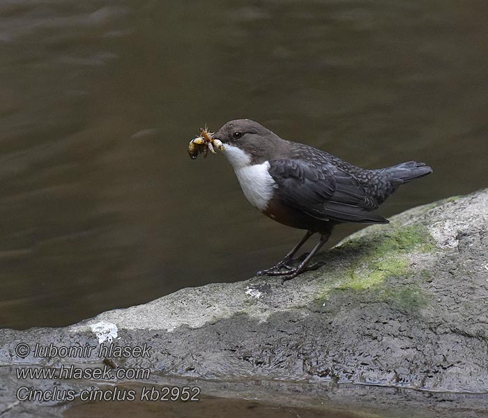 Dipper Cinclus cinclus