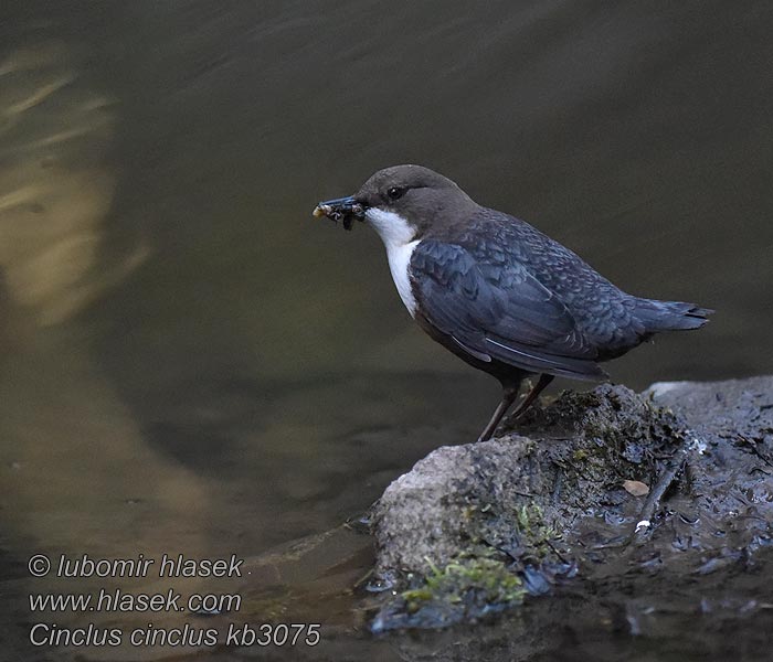 Wasseramsel Cinclus cinclus