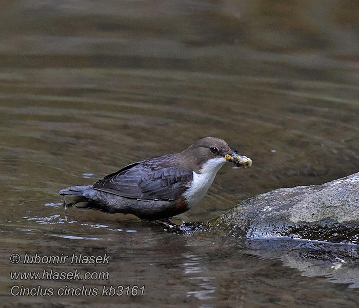 Skorec vodní Cinclus cinclus