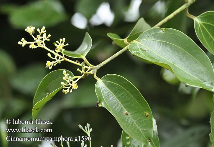 Cinnamomum camphora Kafrovník lékařský Skořicovník