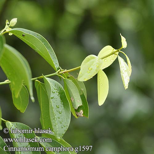 Kampferbaum Camphor tree Cynamonowiec kamforowy