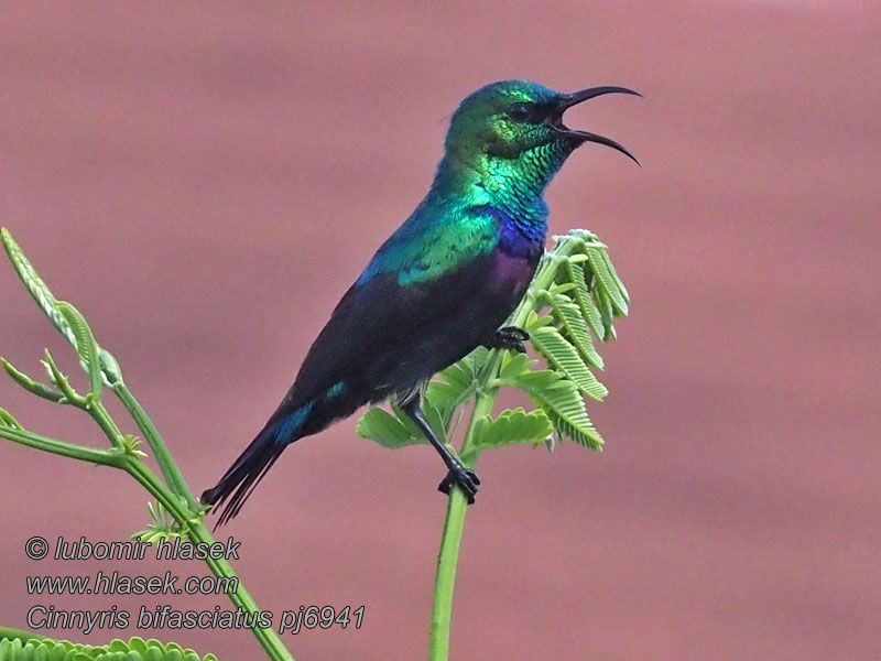 Cinnyris bifasciatus 紫斑花蜜鸟 Strdimil porfyrový