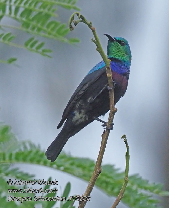 Cinnyris bifasciatus ヒメニシキタイヨウチョウ Gewone Purperbandhoningzuiger
