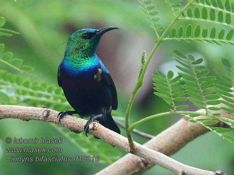 紫斑花蜜鸟 Strdimil porfyrový Zweiband-Nektarvogel Cinnyris bifasciatus