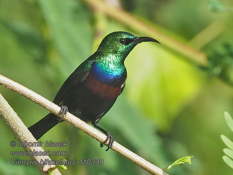 Beija-flor-de-peito-roxo Сиреневогрудая нектарница Cinnyris bifasciatus