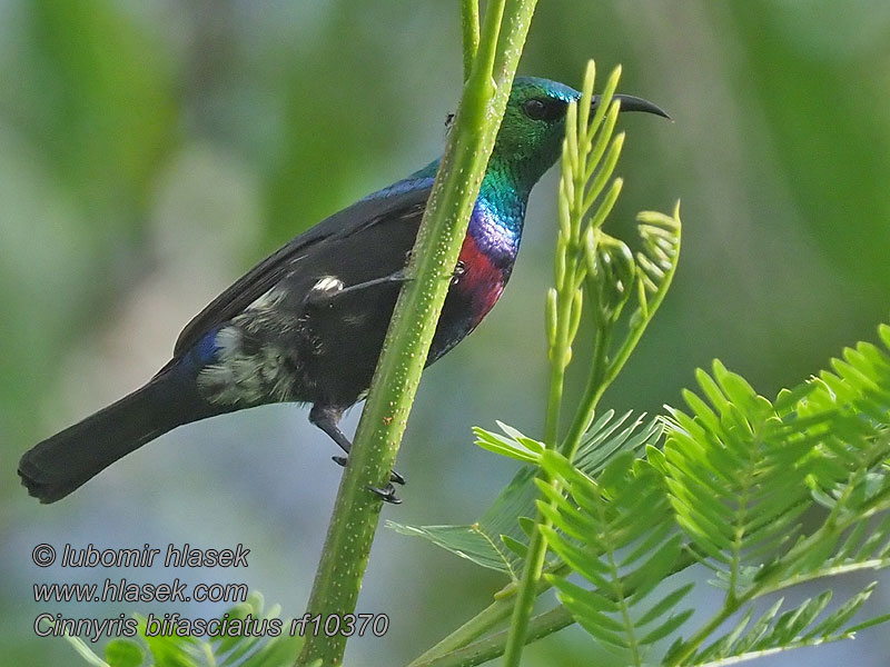 Strdimil porfyrový Zweiband-Nektarvogel Cinnyris bifasciatus